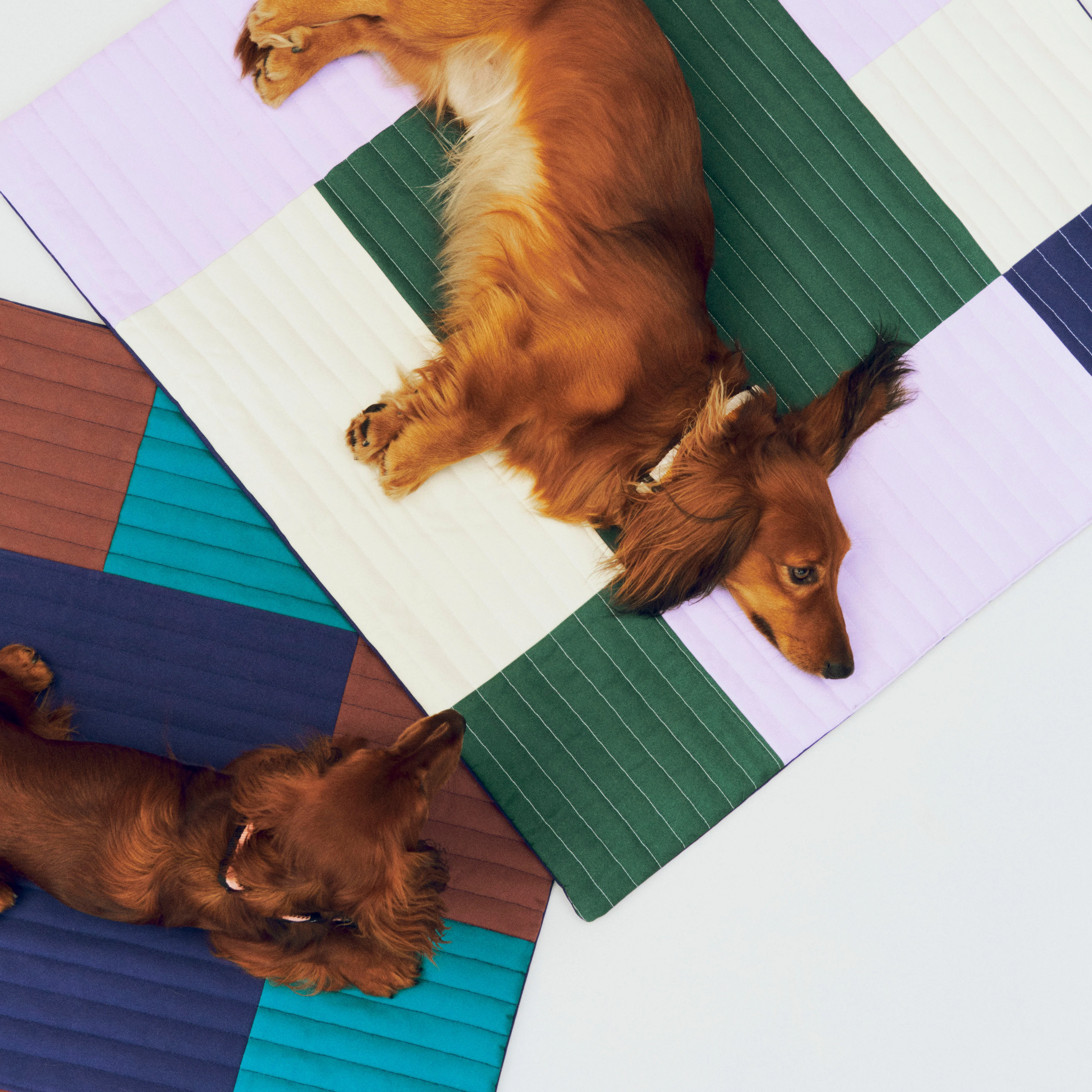 Dogs Travel Blanket Lavendar/Green/Blue - Image 2